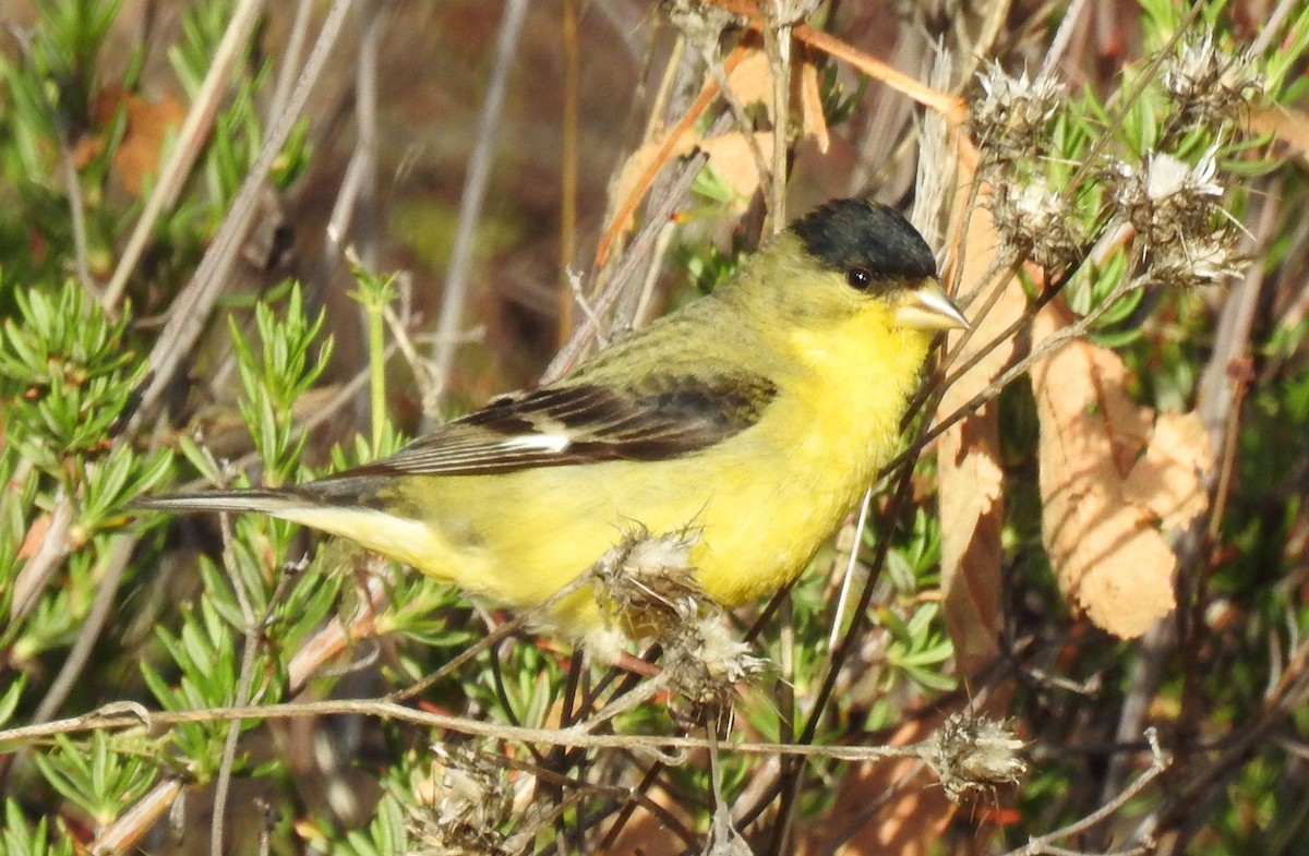 Lesser Goldfinch - ML90626471