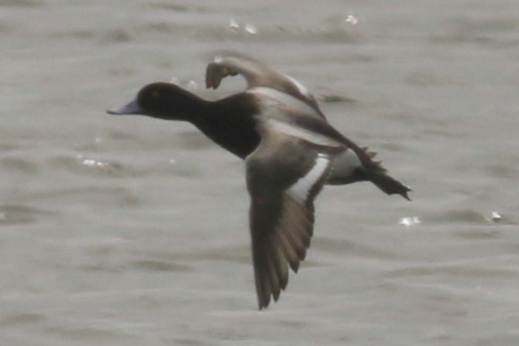 Lesser Scaup - ML90626751