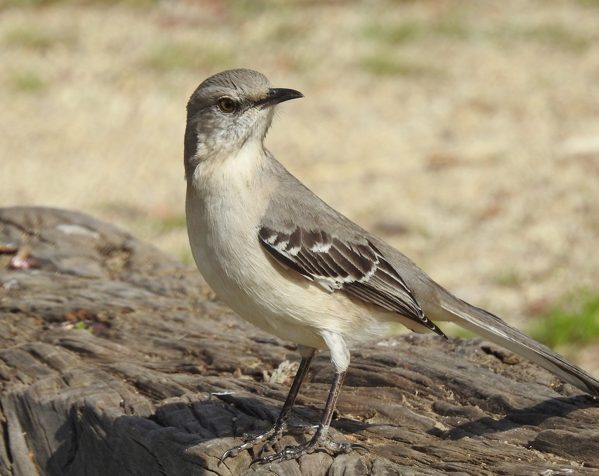 Northern Mockingbird - ML90626831