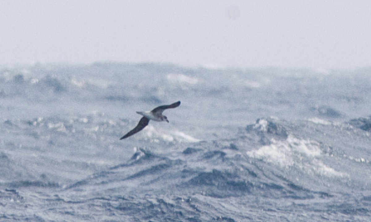 Fea's Petrel - ML90627781