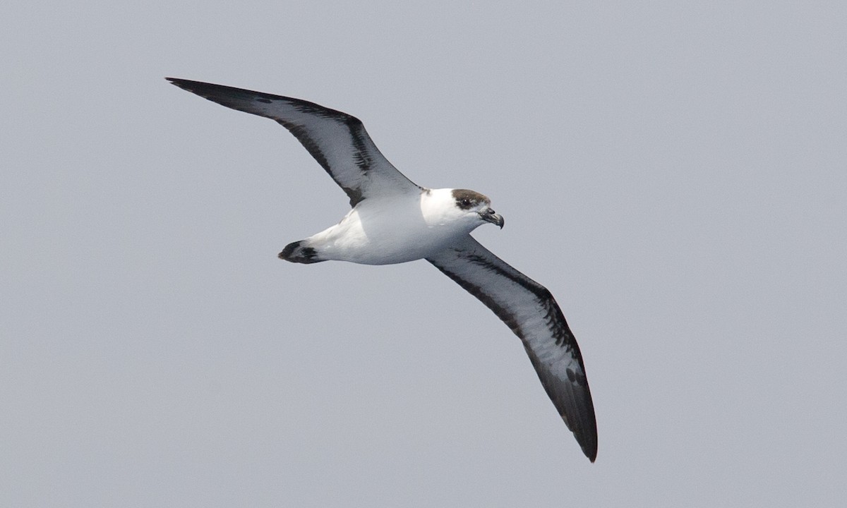 Black-capped Petrel - ML90627961