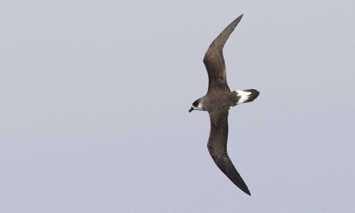 Black-capped Petrel - ML90627971