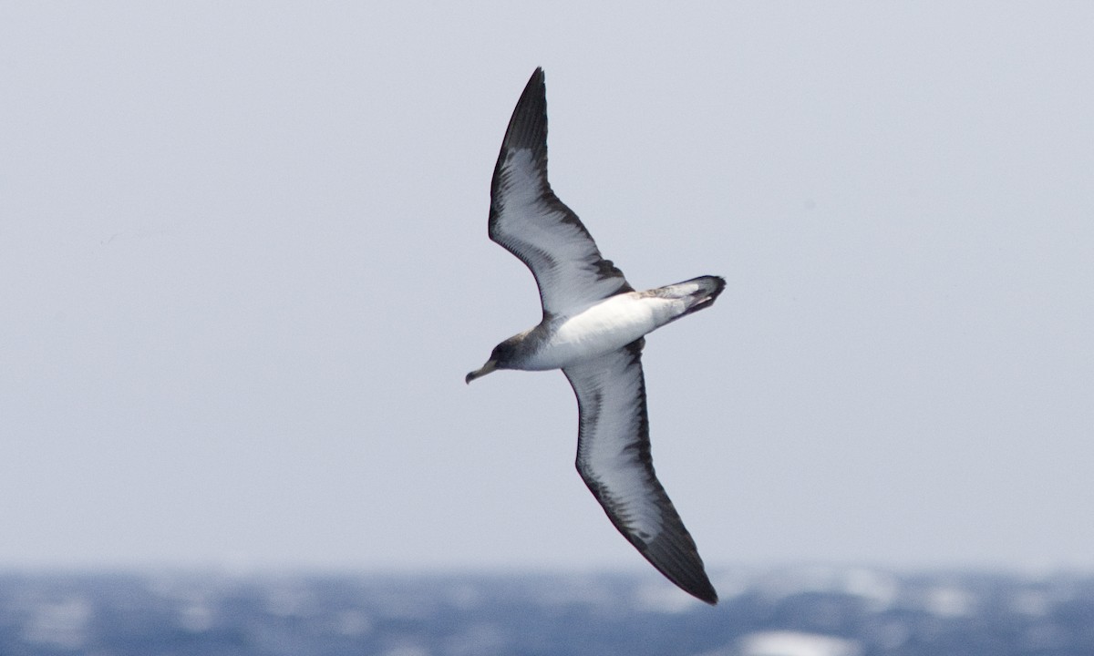 Cory's Shearwater - ML90628091