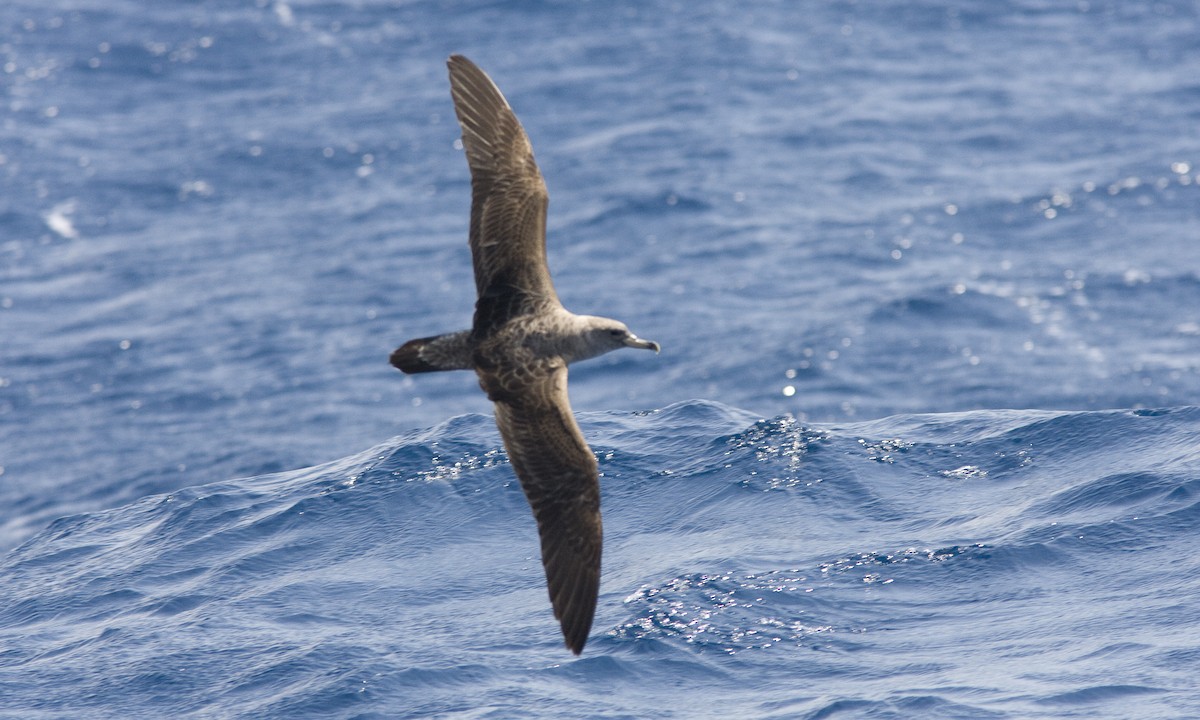 Cory's Shearwater - ML90628151