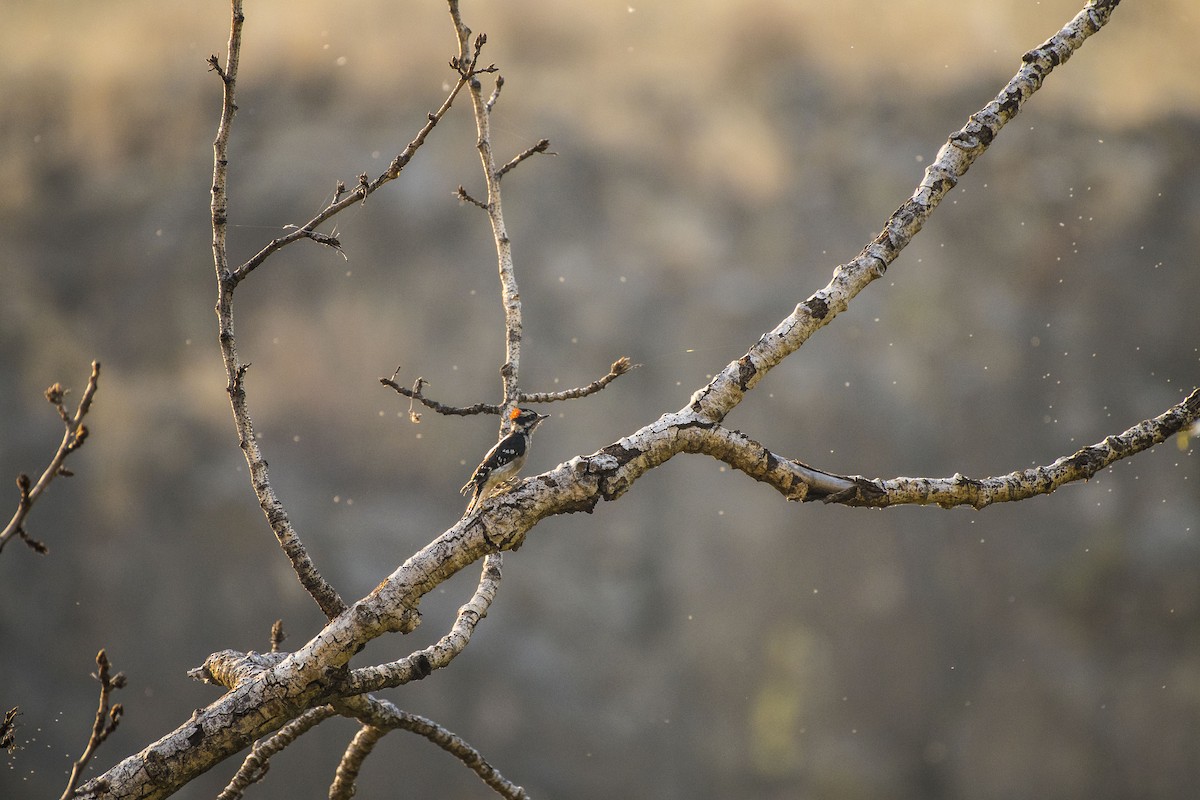 Downy Woodpecker - ML90629261