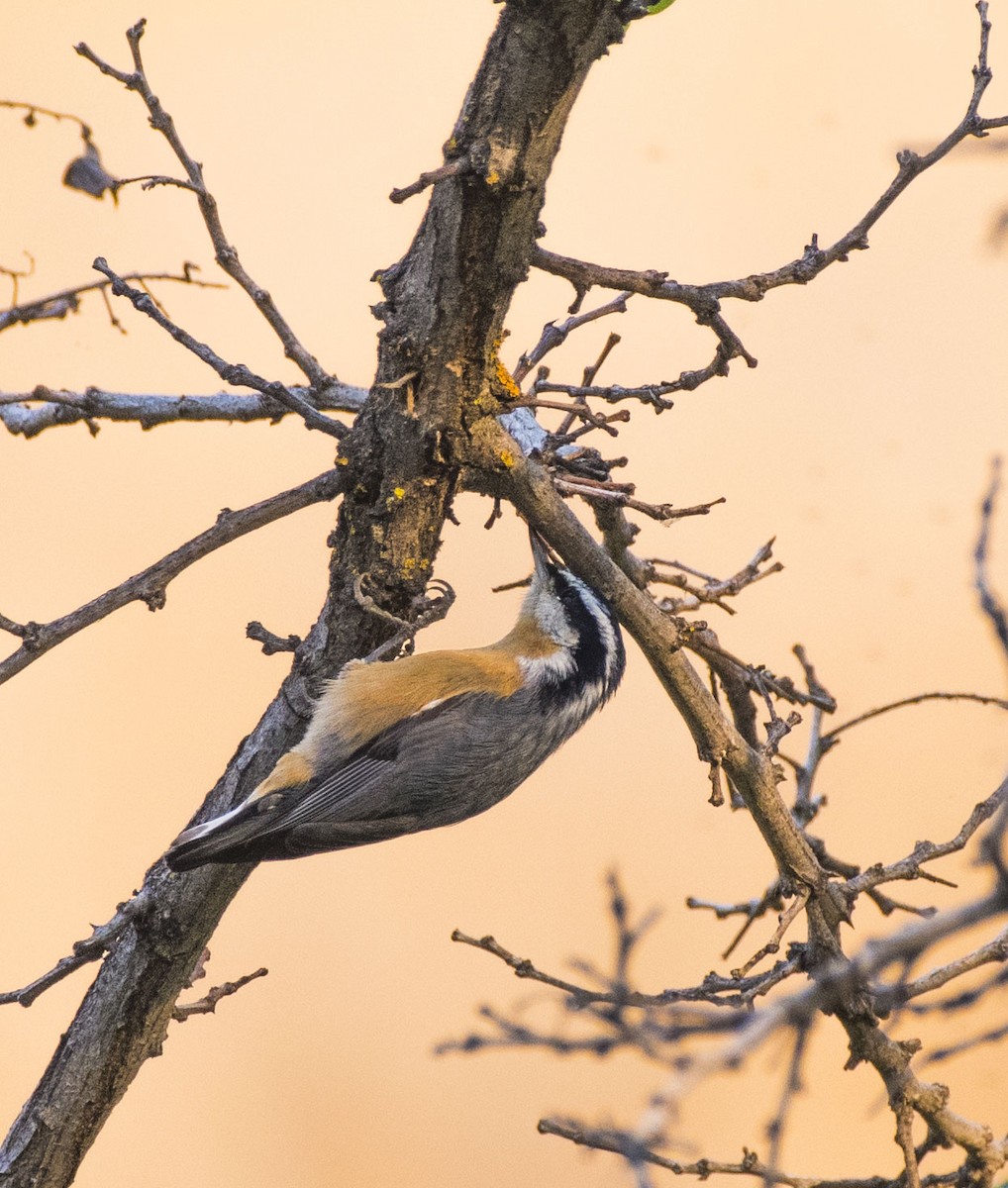 Red-breasted Nuthatch - ML90629491