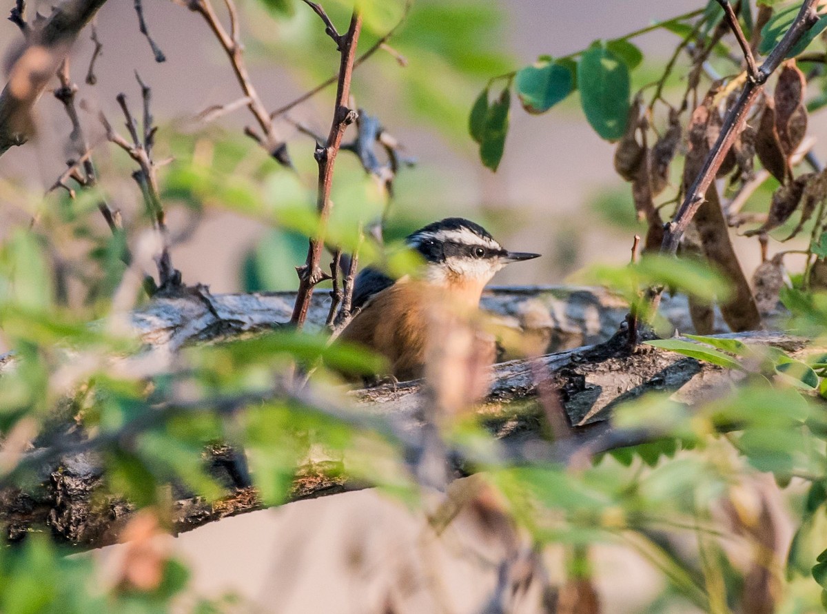 Red-breasted Nuthatch - ML90629501