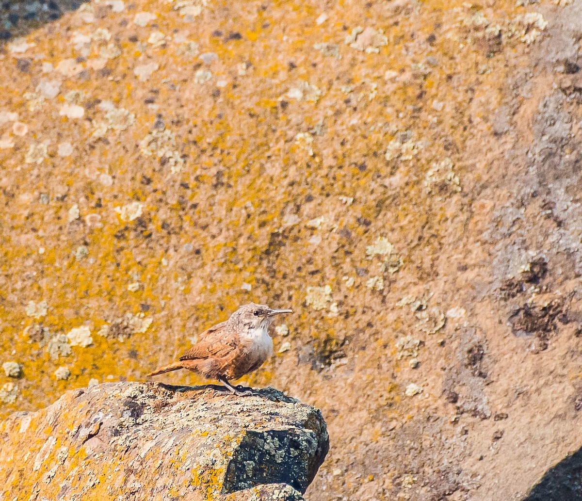 Canyon Wren - ML90630181