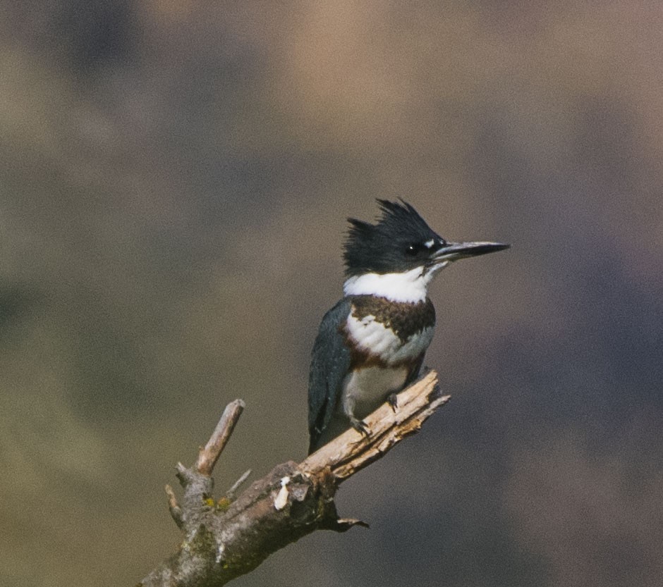 Belted Kingfisher - ML90630431