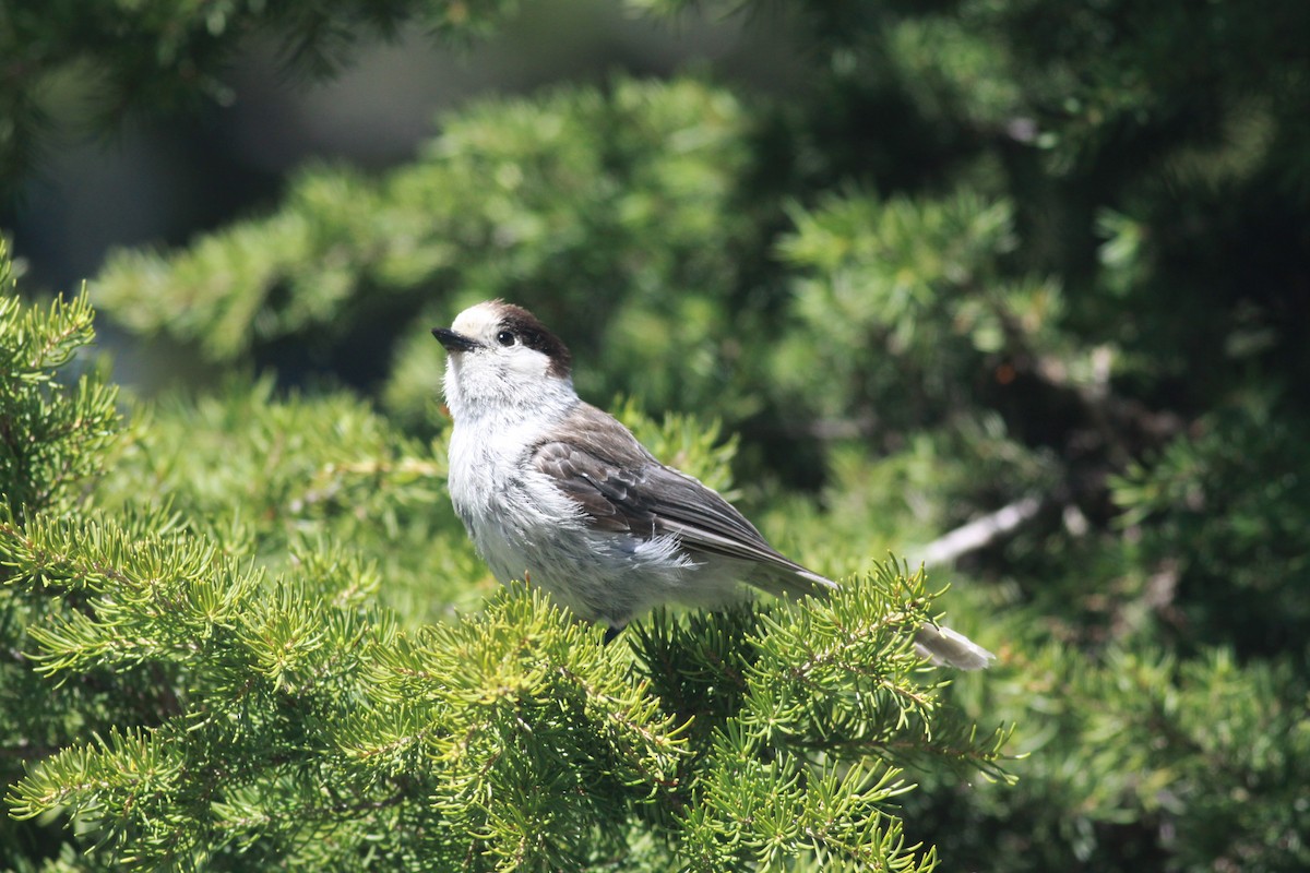 Canada Jay - Ken Oeser