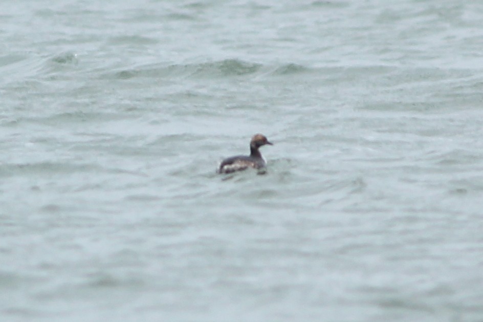 Horned Grebe - ML90633281