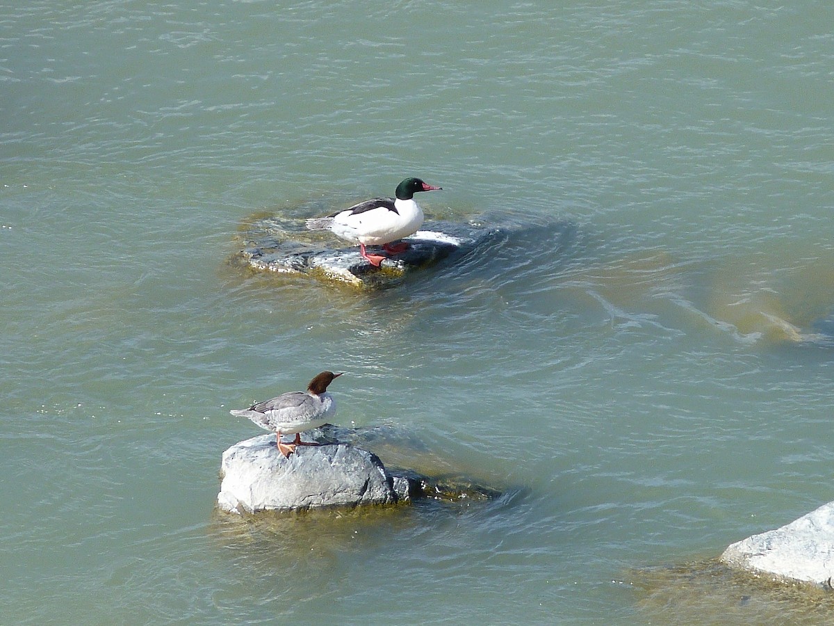 Common Merganser - Kenneth Stinchcomb