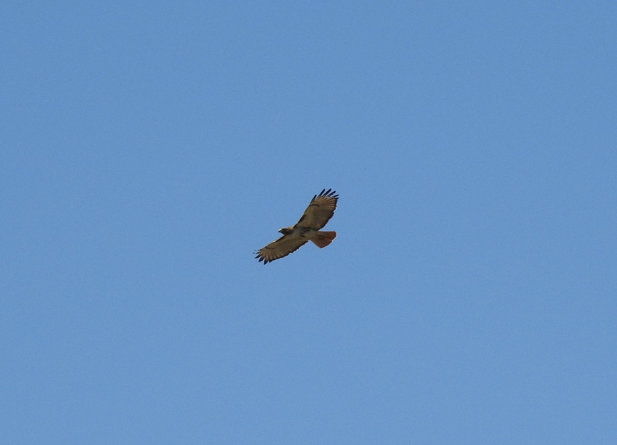 Red-tailed Hawk - ML90633961