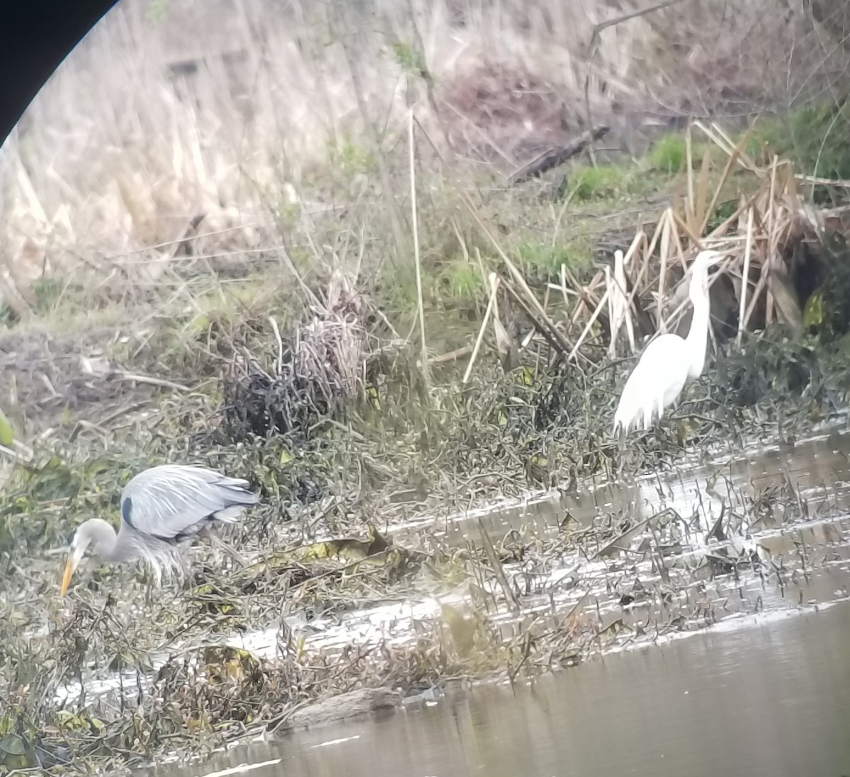 Great Egret - ML90634331