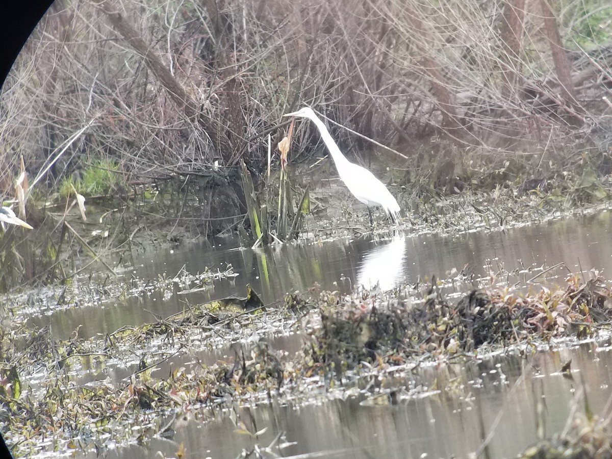Great Egret - ML90634461