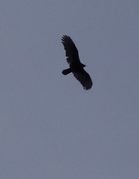 Turkey Vulture - ML90636351