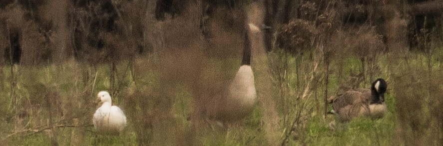 Ross's Goose - ML90637551