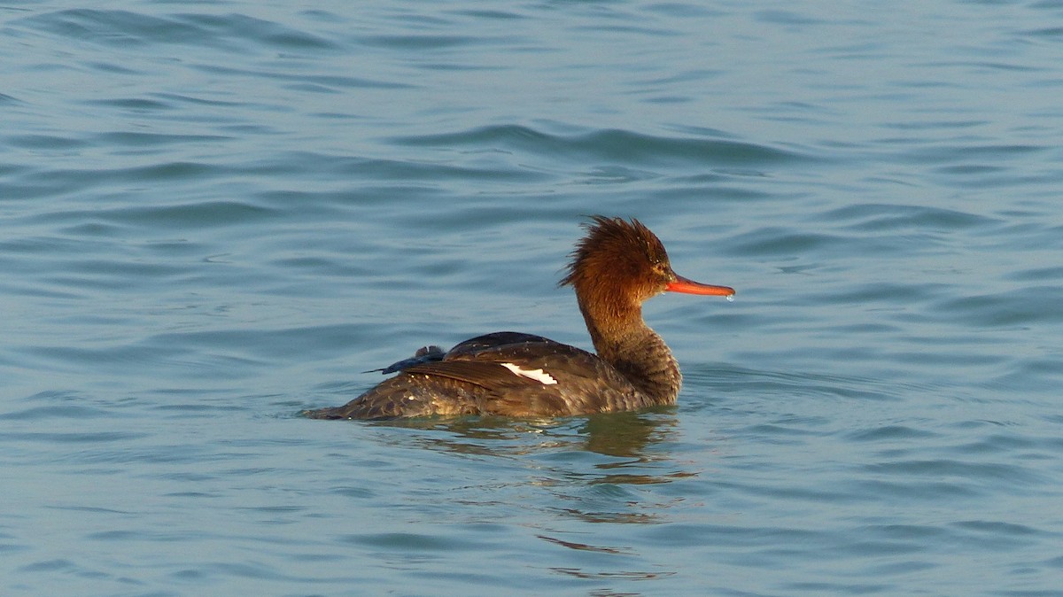 Red-breasted Merganser - ML90637751