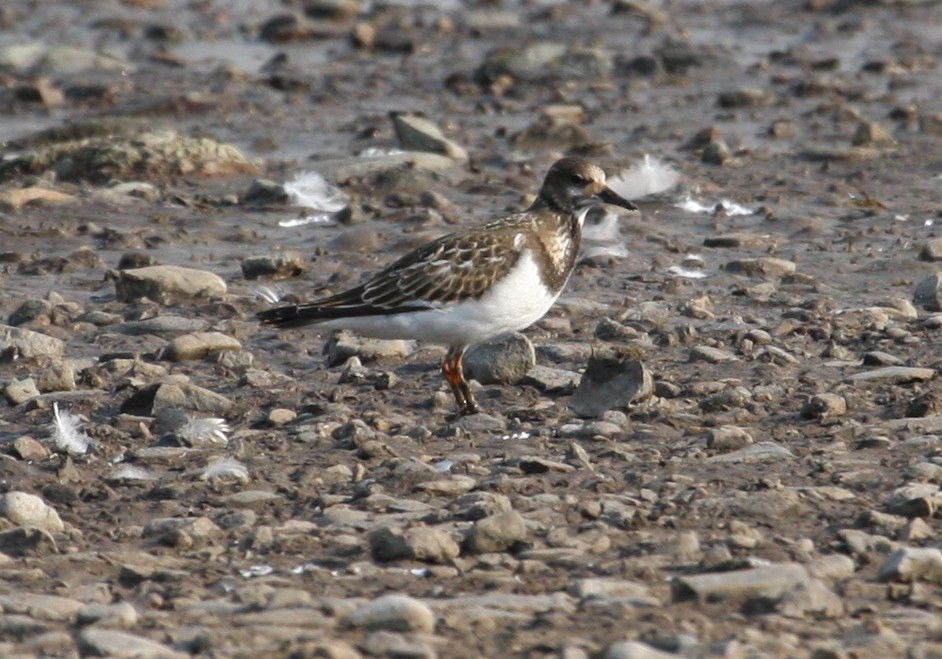 Ruddy Turnstone - ML90642261