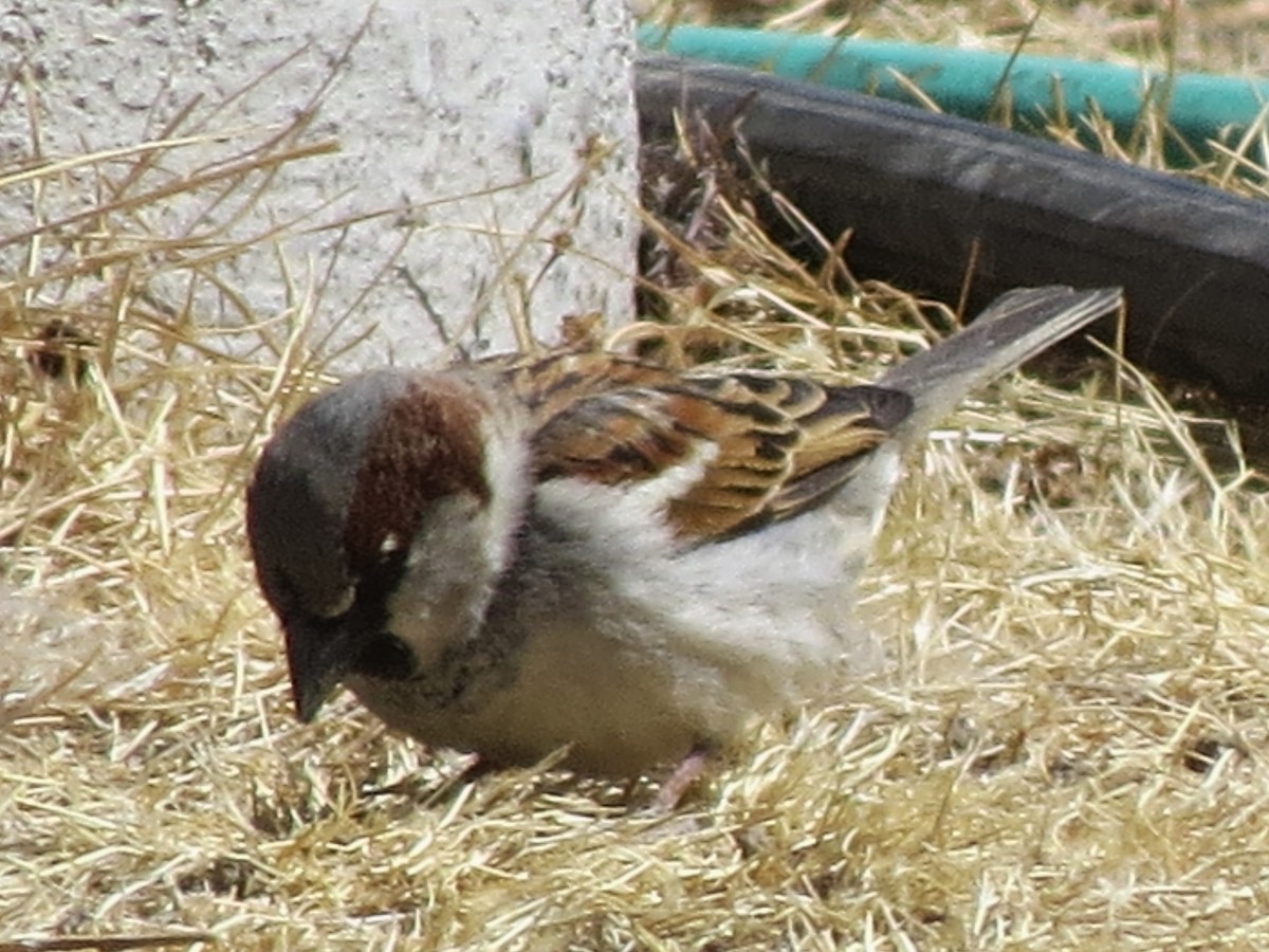 House Sparrow - BEN BAILEY