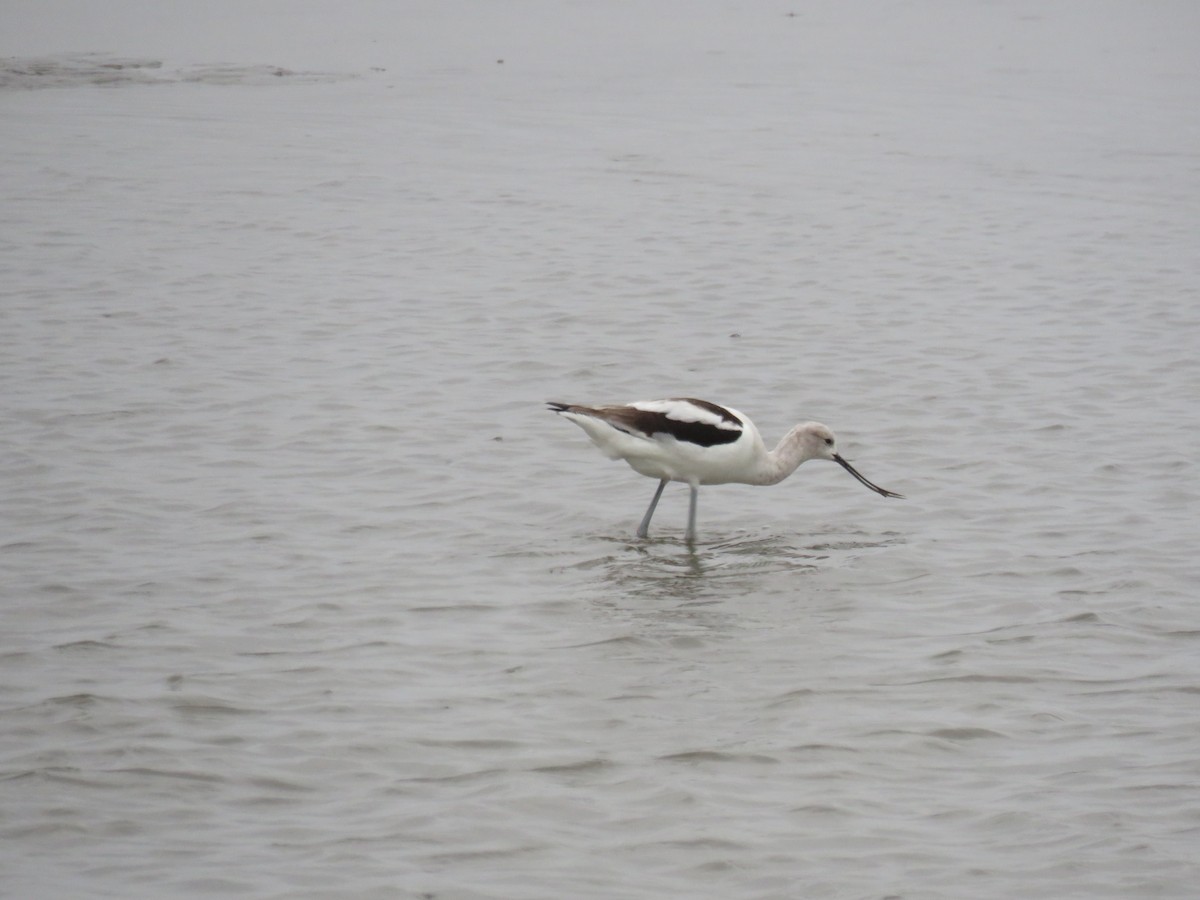 American Avocet - ML90646541