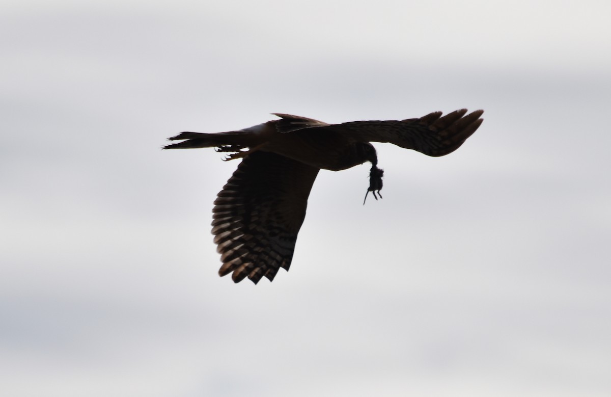 Northern Harrier - ML90649511