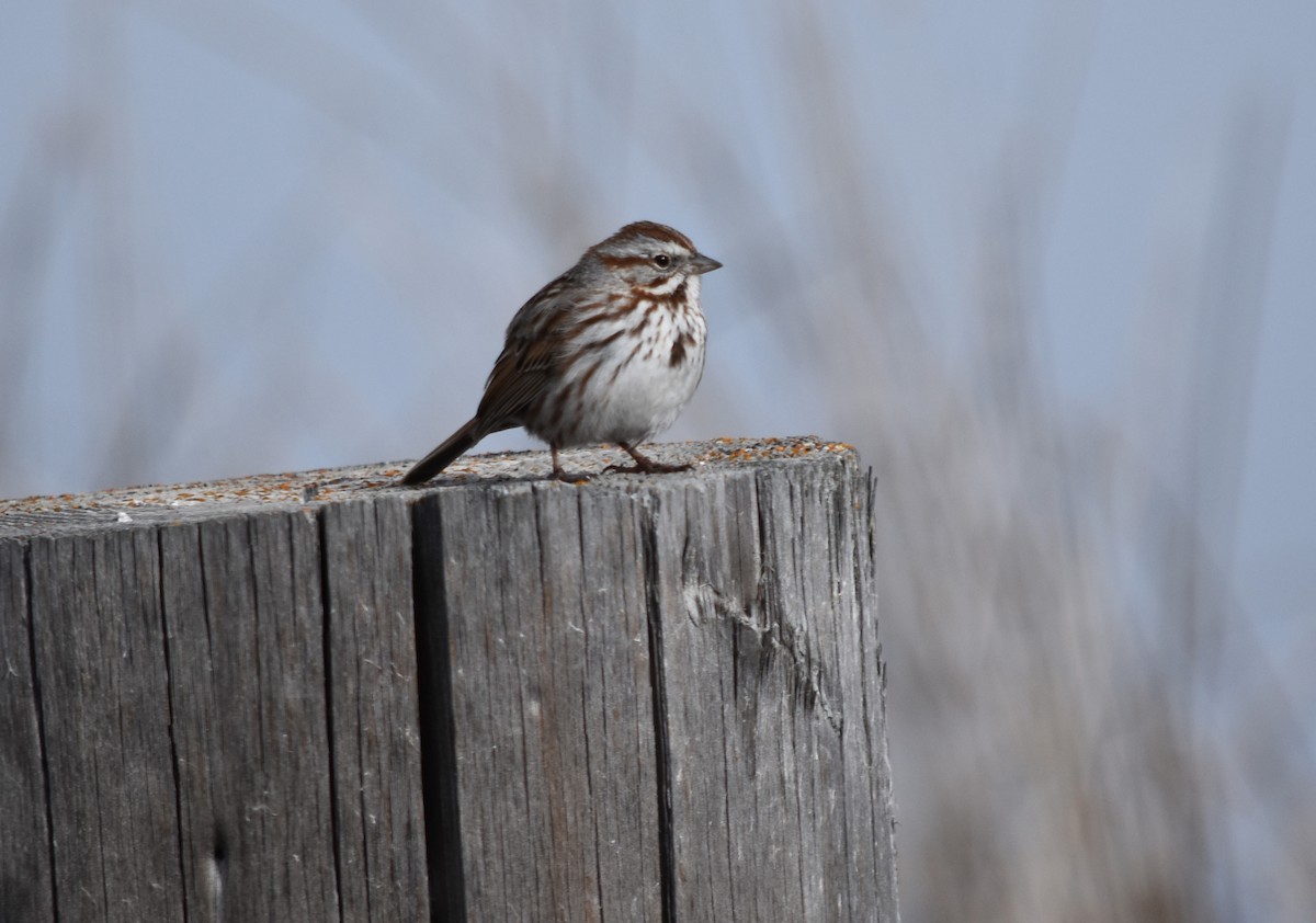 Song Sparrow - ML90649541