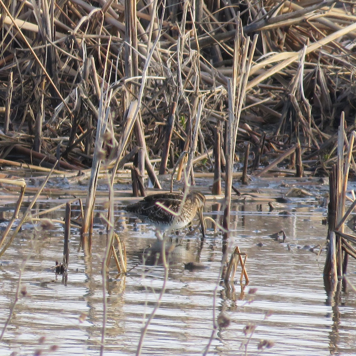 Wilson's Snipe - ML90649601