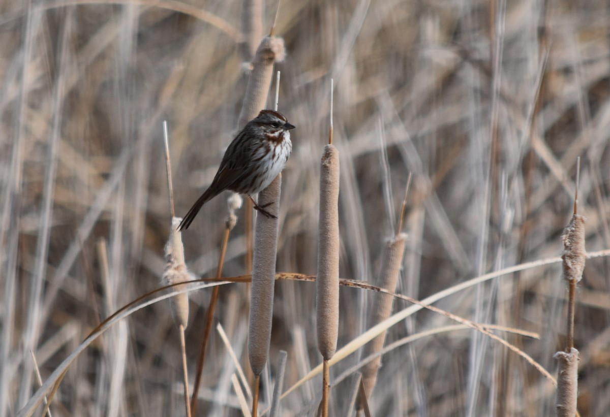 Song Sparrow - ML90649621