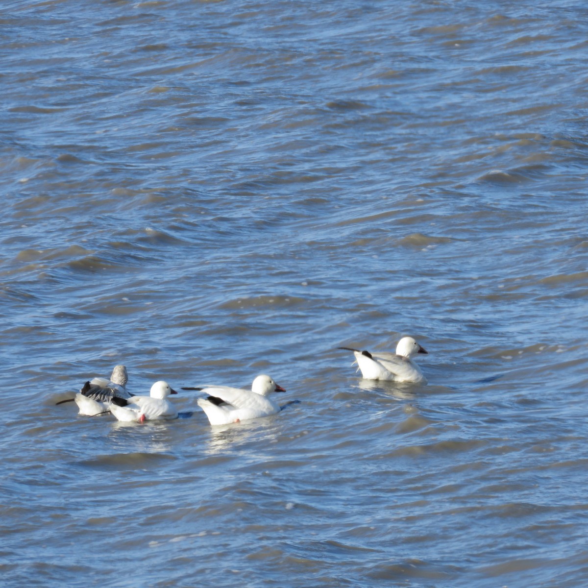 Ross's Goose - ML90649951