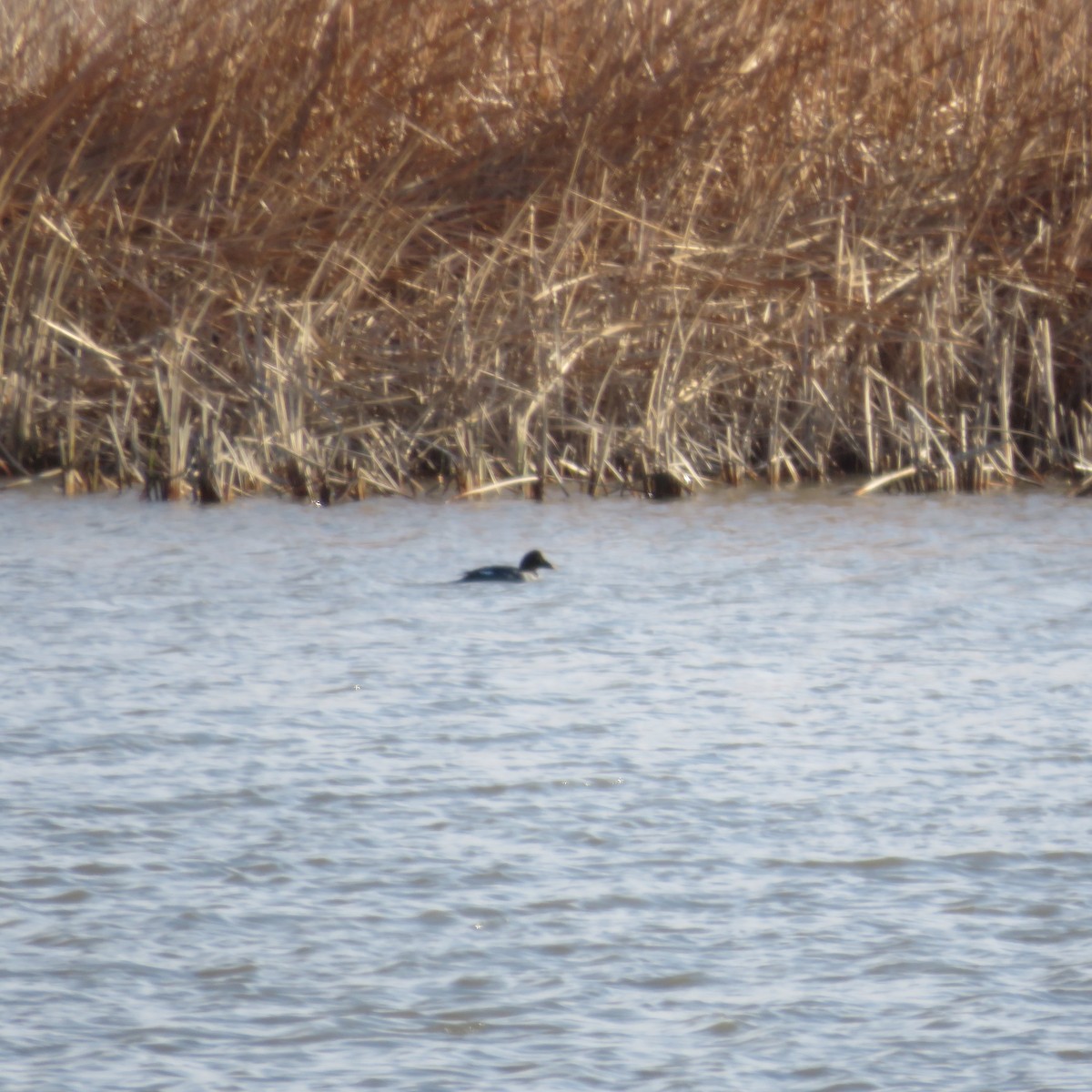 Common Goldeneye - ML90650291