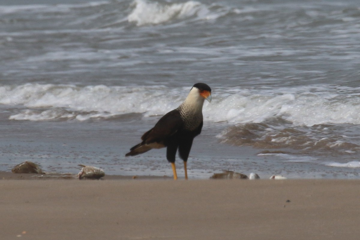 Crested Caracara (Northern) - ML90651151