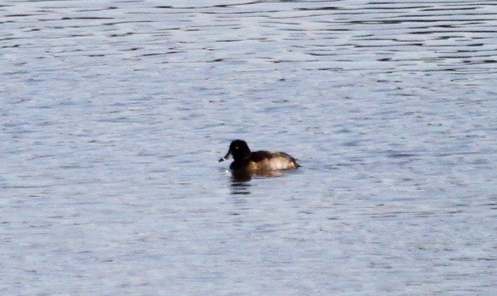 Ring-necked Duck x scaup sp. (hybrid) - ML90651321