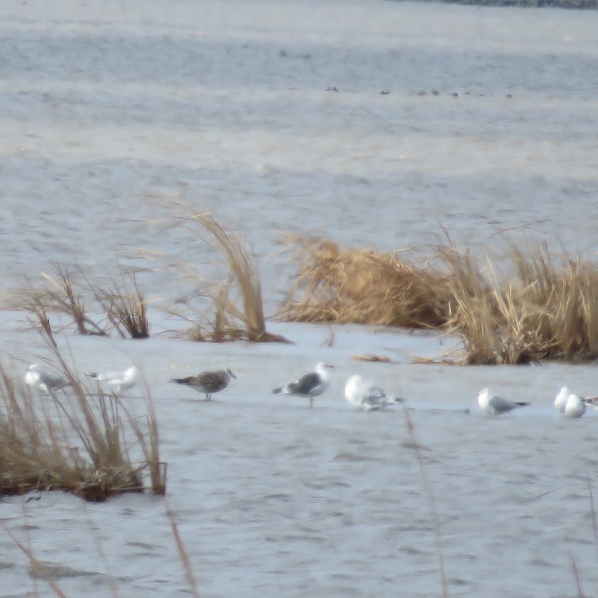 Lesser Black-backed Gull - ML90654791