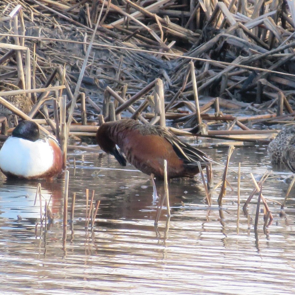 Cinnamon Teal - ML90655761