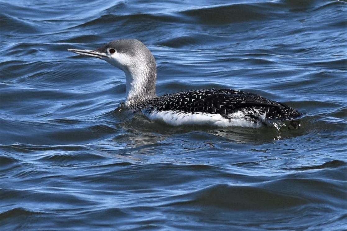 Red-throated Loon - ML90656441