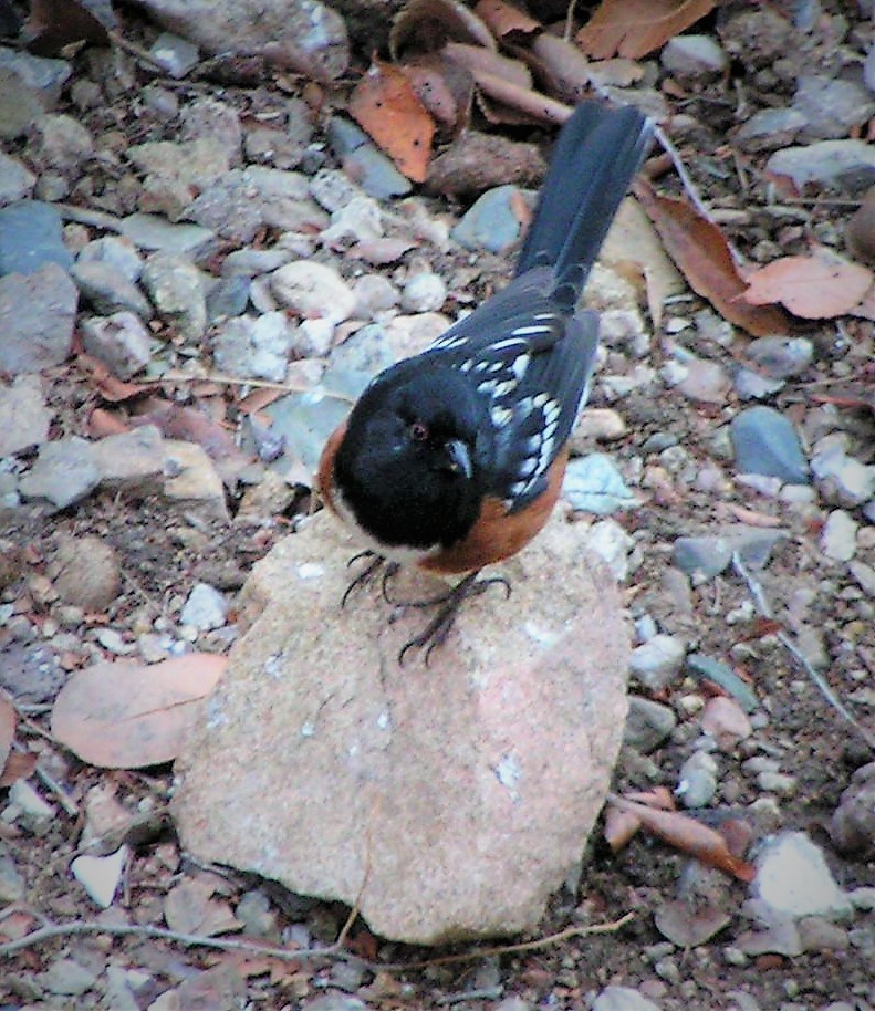 Spotted Towhee - ML90656451