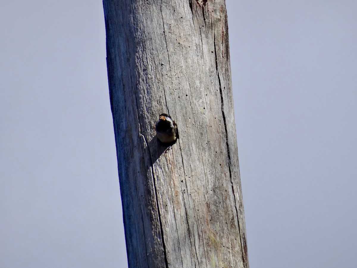 Black-capped Chickadee - ML90657361