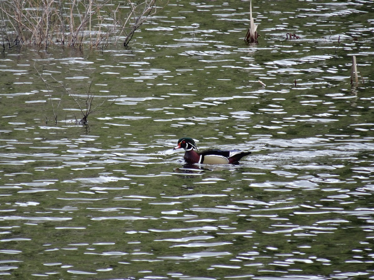 Wood Duck - ML90657391