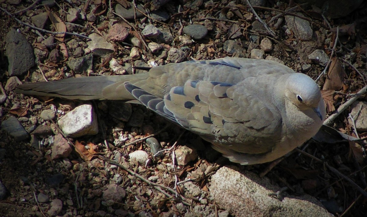 Mourning Dove - ML90658001