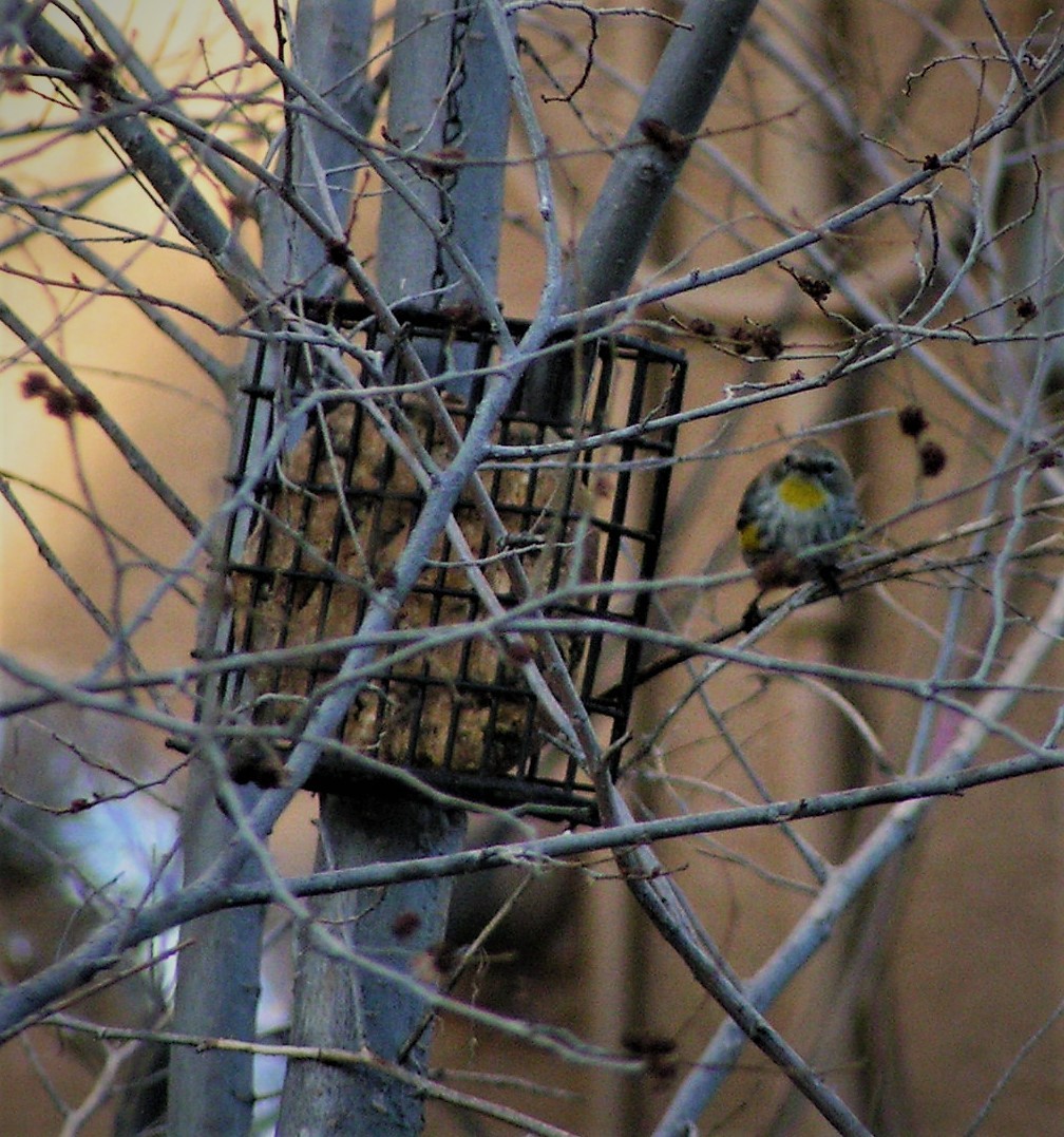 Yellow-rumped Warbler (Audubon's) - ML90658361