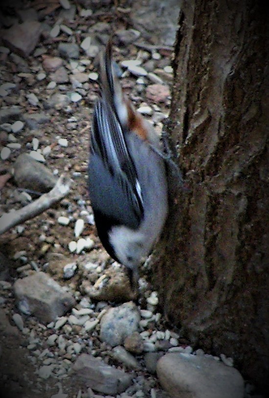 White-breasted Nuthatch - ML90658571