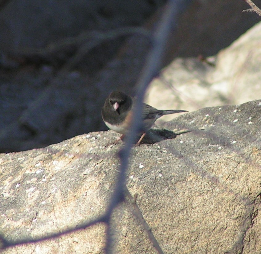 Dark-eyed Junco (Oregon) - Willow-Sharon Brooks