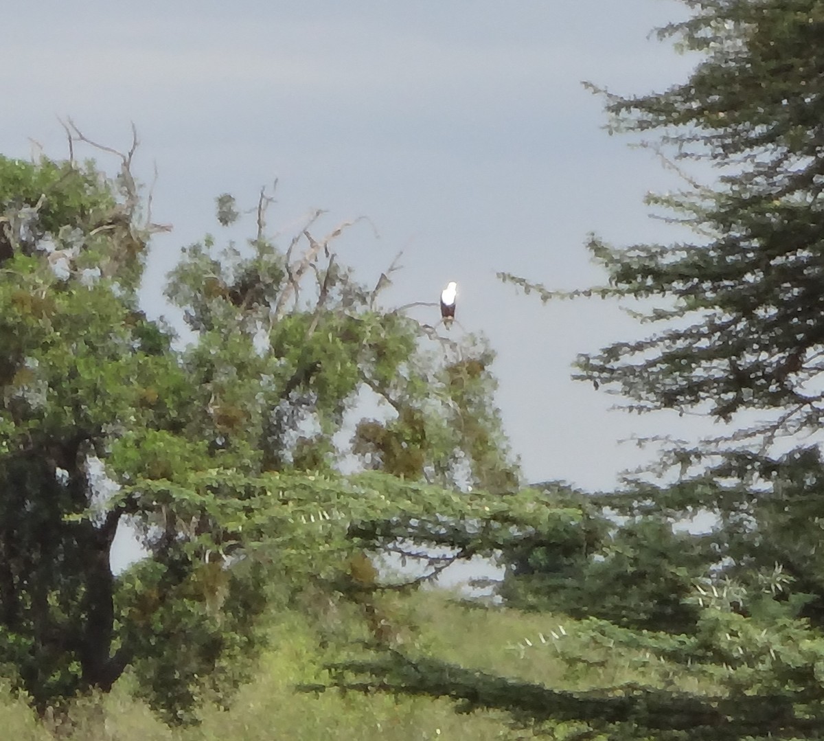 African Fish-Eagle - ML90661881