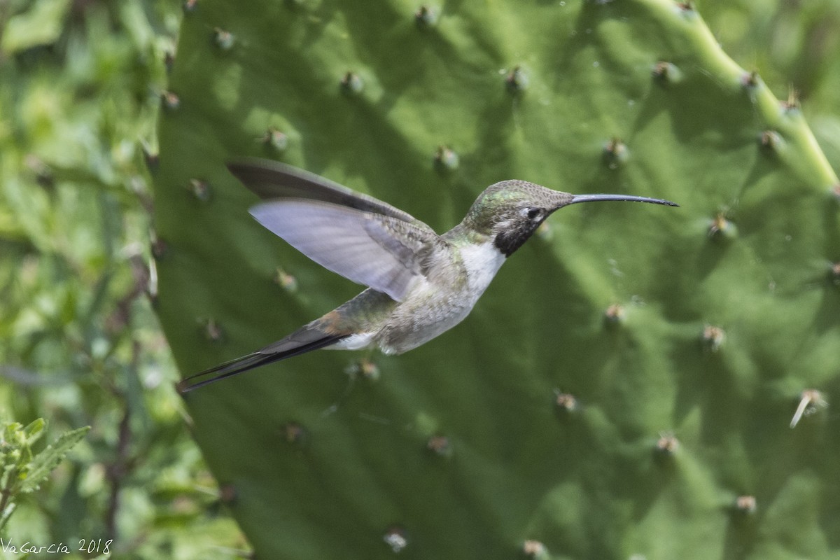 Colibrí del Atacama - ML90663271