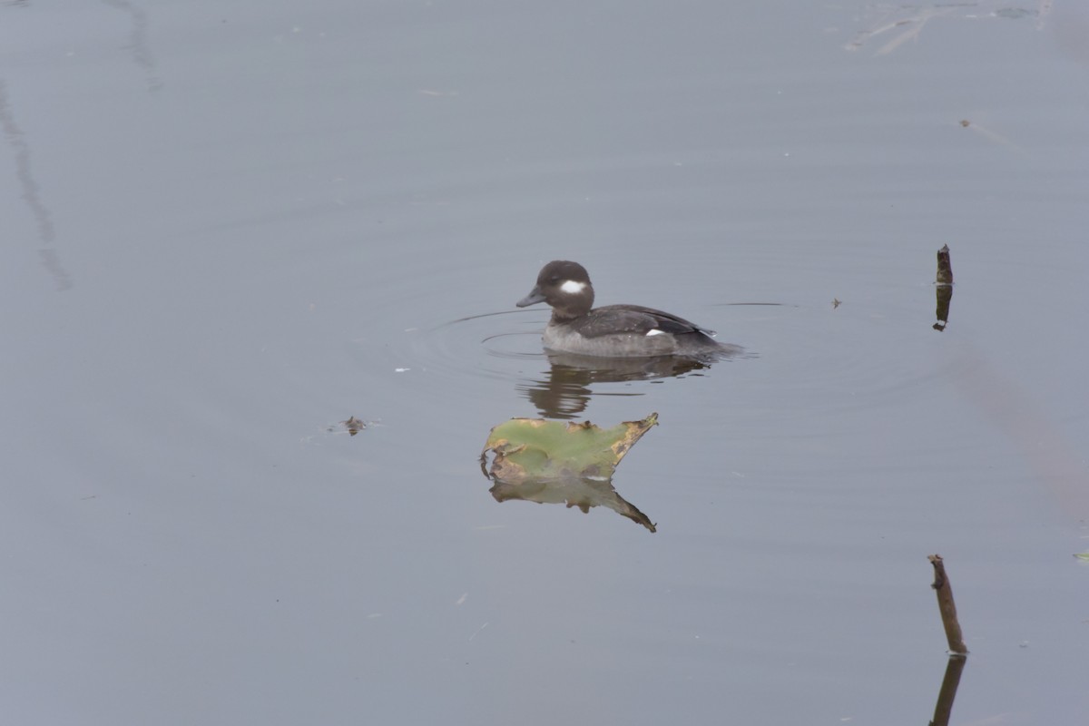 Bufflehead - ML90663381