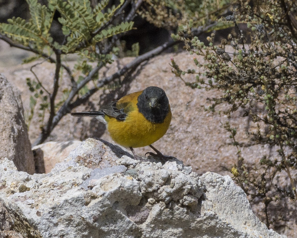 Black-hooded Sierra Finch - VERONICA ARAYA GARCIA