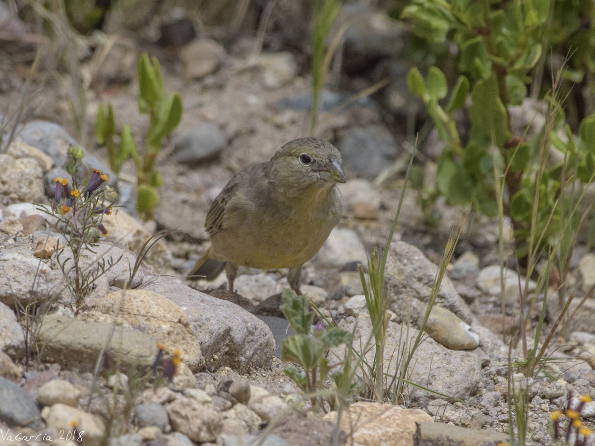 Greenish Yellow-Finch - VERONICA ARAYA GARCIA