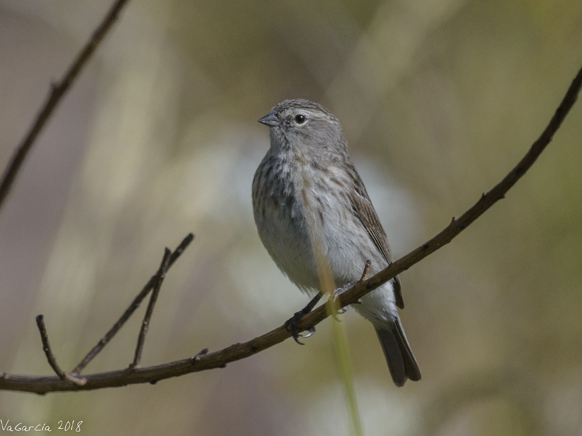 Ash-breasted Sierra Finch - ML90664051