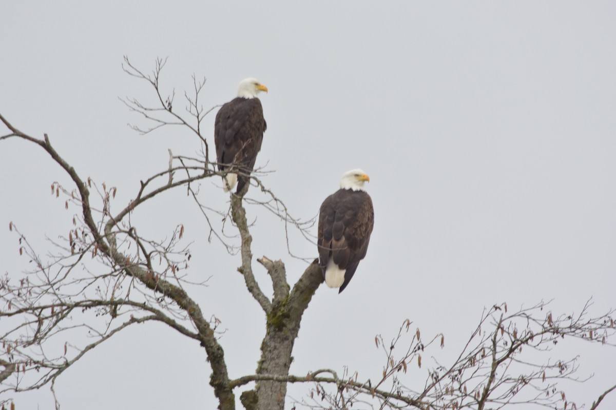 Bald Eagle - Mark McAnally